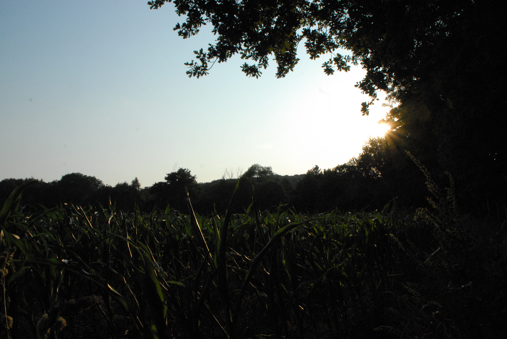 Maisfeld am Waldesrand in der Abendsonne