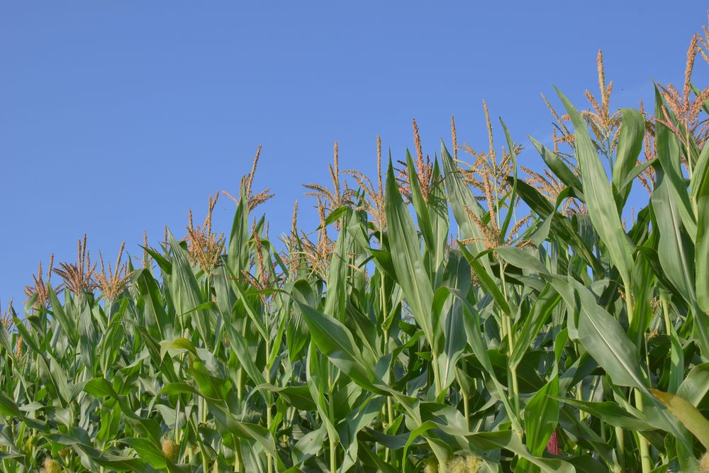 maisfeld Foto & Bild | feld, natur, mais Bilder auf fotocommunity