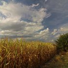 Maisfeld bei Lamme