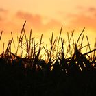 Maisfeld bei Sonnenuntergang