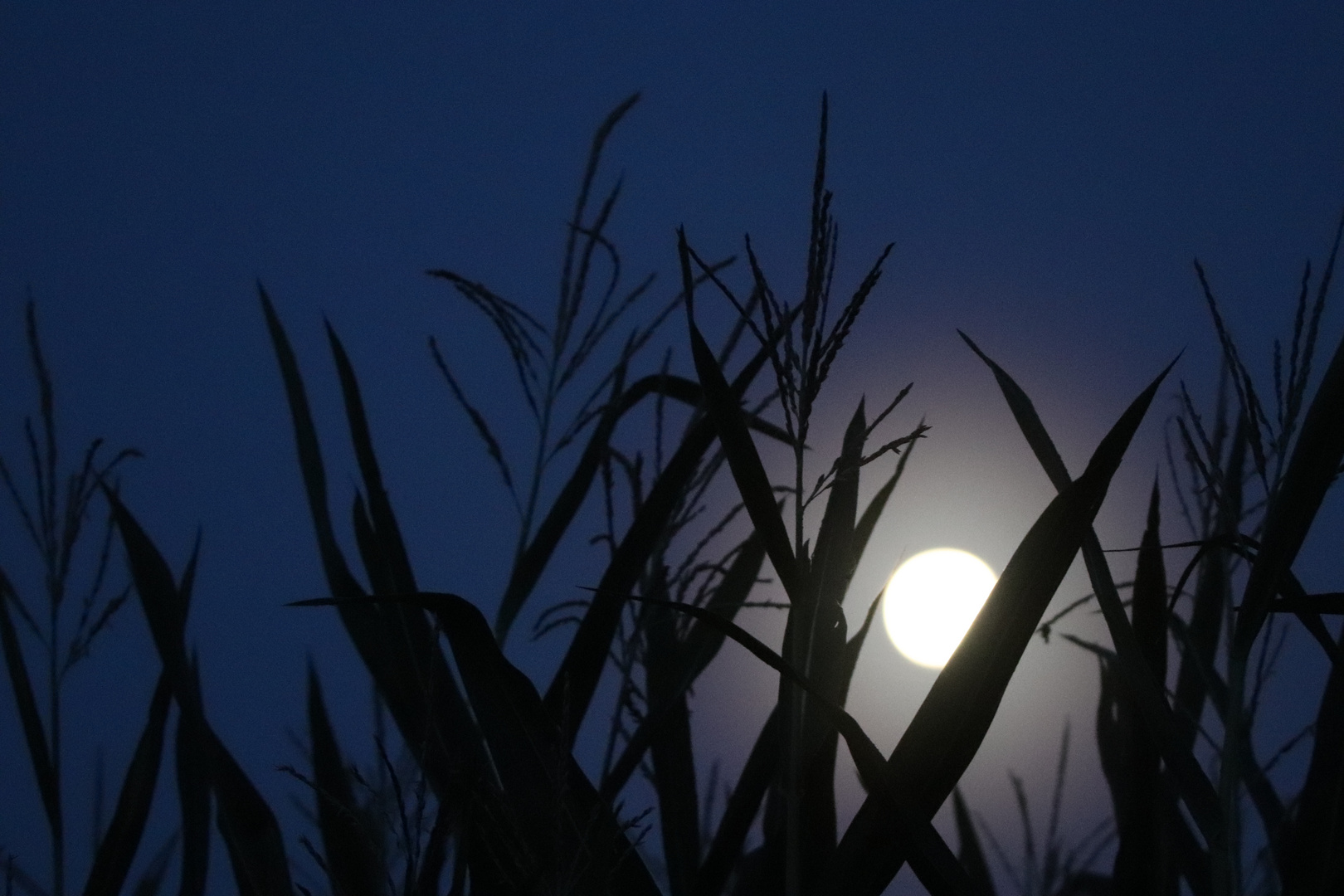 Maisfeld bei Vollmond 