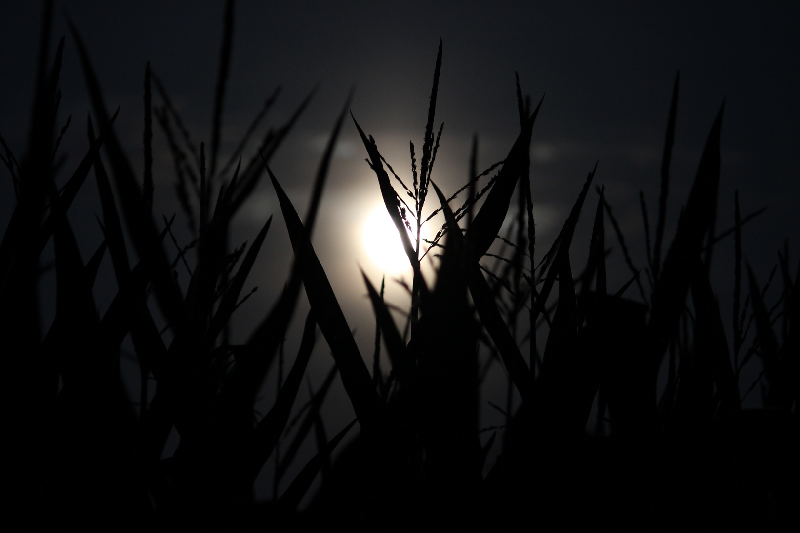 Maisfeld bei Vollmond