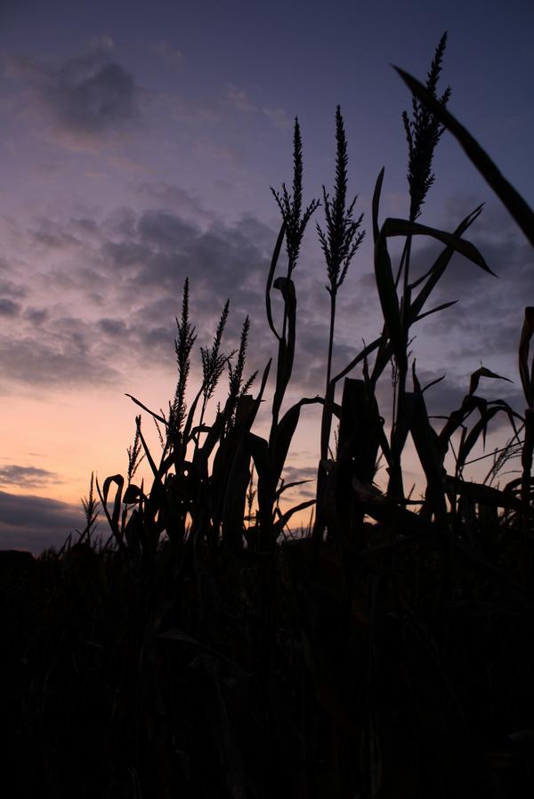 Maisfeld beim Sonnenuntergang