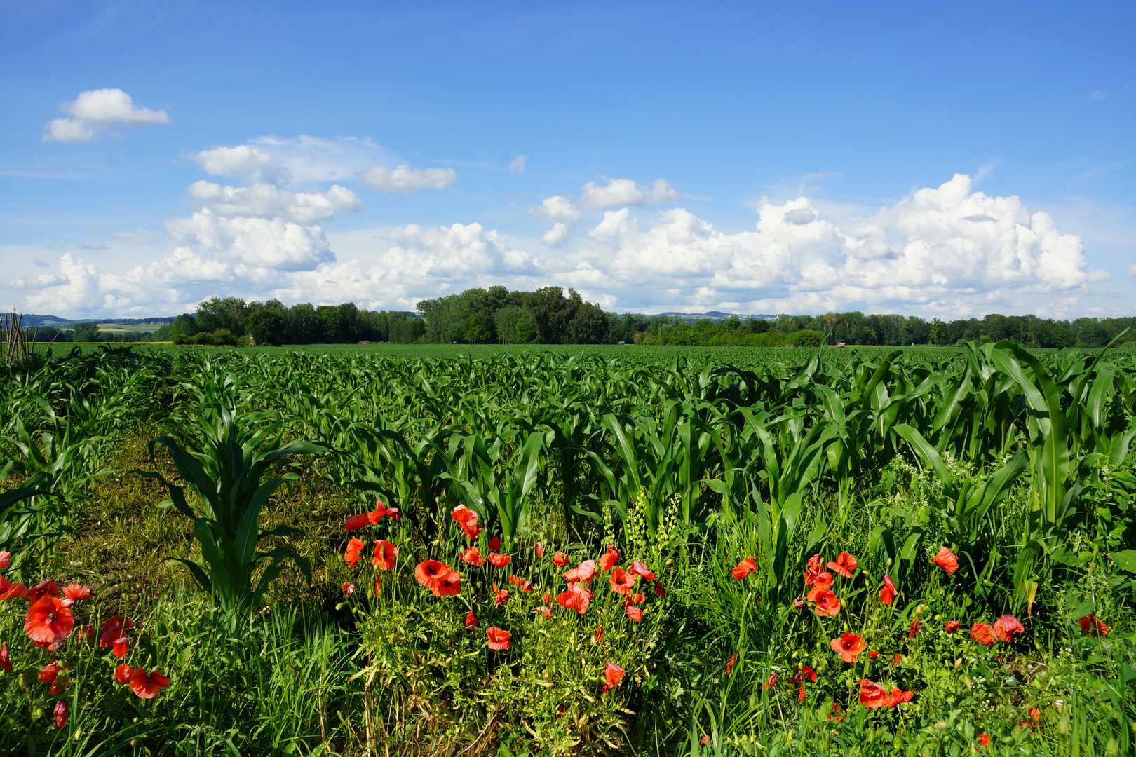 Maisfeld hinter Mohnblumen