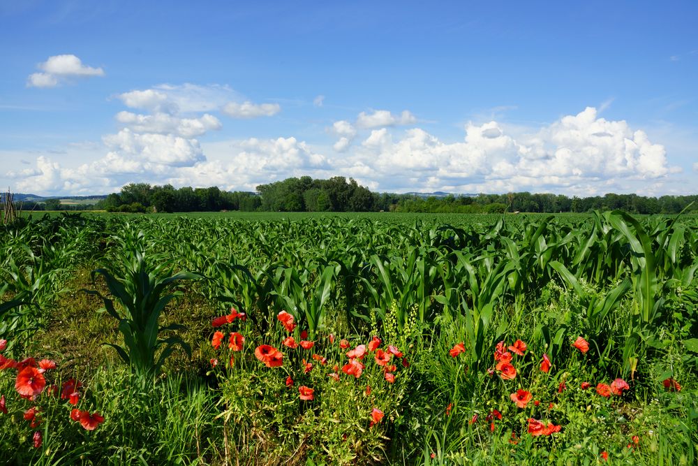 Maisfeld hinter Mohnblumen