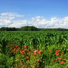 Maisfeld hinter Mohnblumen