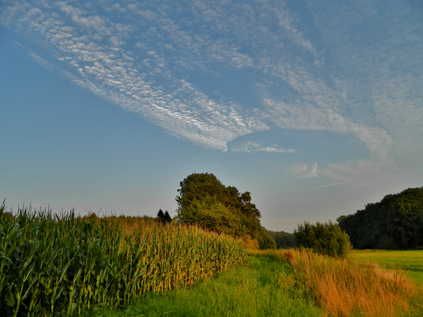 Maisfeld im Abendlicht