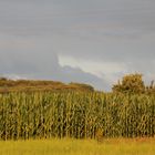 Maisfeld im Abendlicht