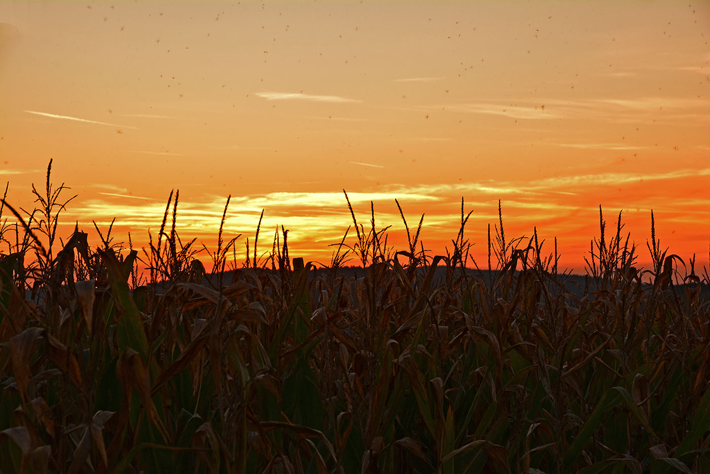 Maisfeld im Abendrot