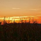 Maisfeld im Abendrot