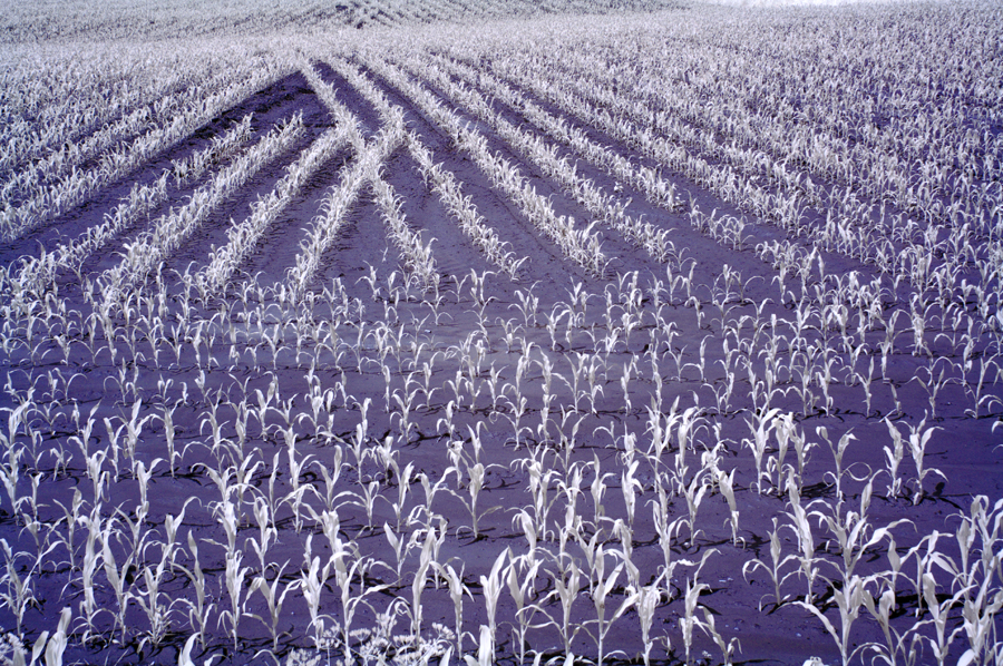 Maisfeld im Frühjahr