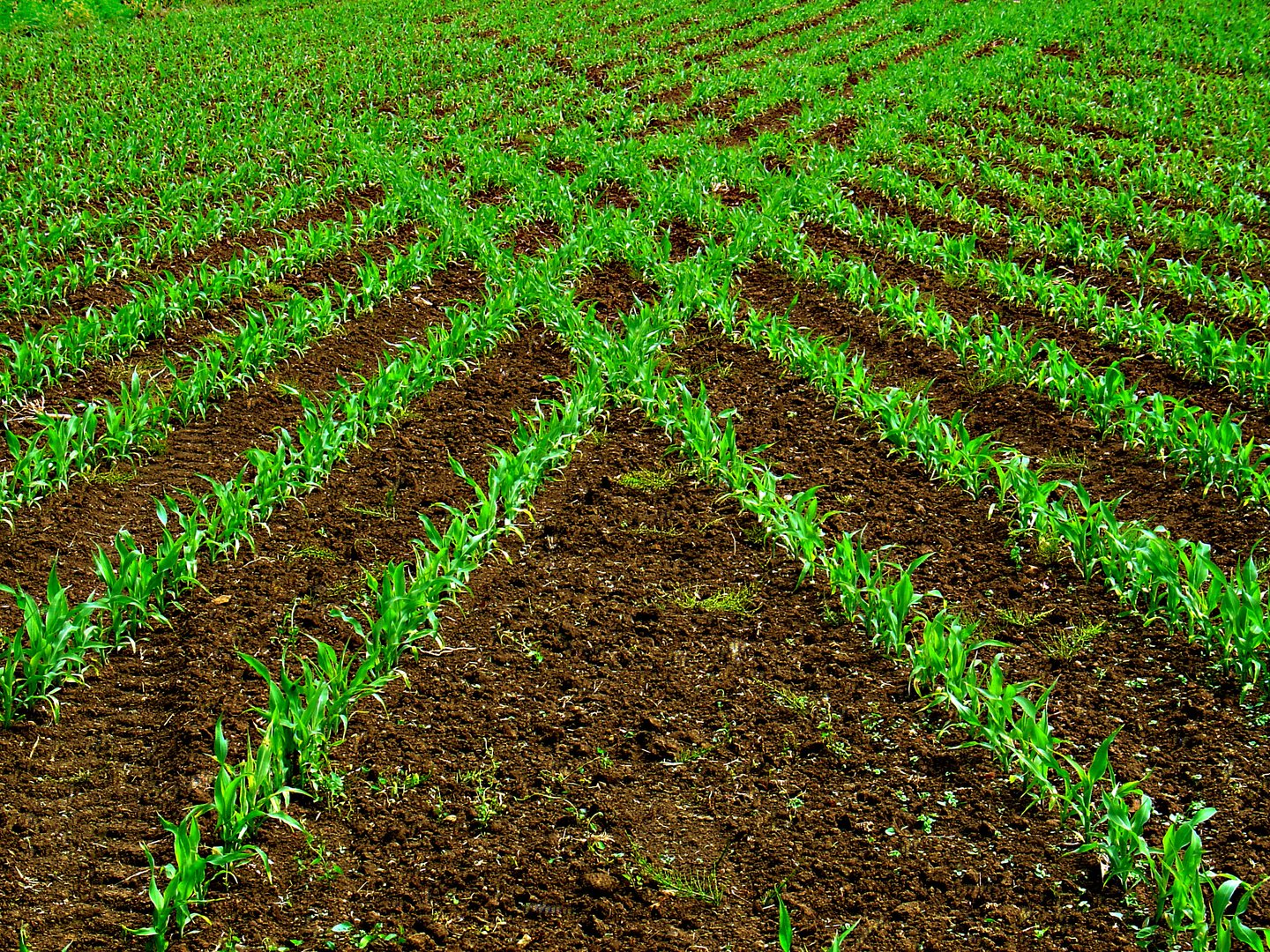 Maisfeld im Frühling