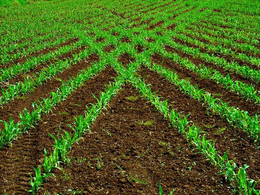 Maisfeld im Frühling
