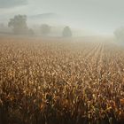 Maisfeld im Frühnebel