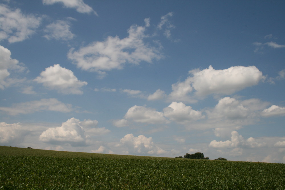 Maisfeld im Frühsommer