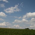 Maisfeld im Frühsommer