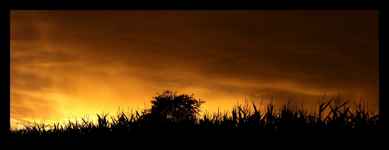 Maisfeld im Gegenlicht