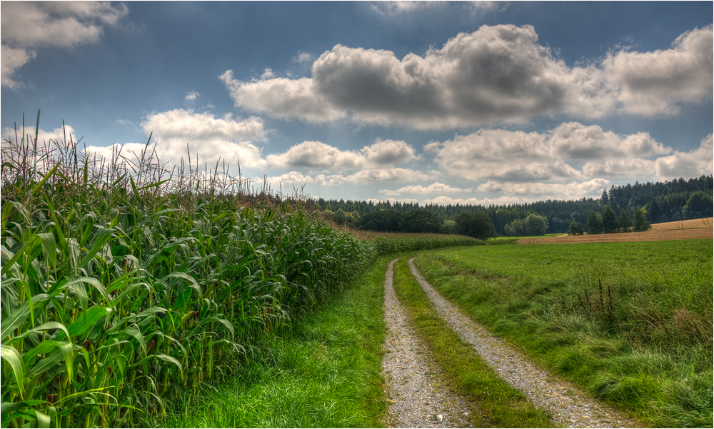 Maisfeld im Gegenlicht