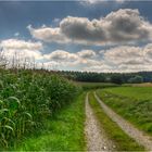 Maisfeld im Gegenlicht