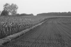 Maisfeld im Herbst