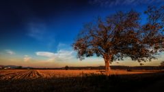 Maisfeld im Herbst