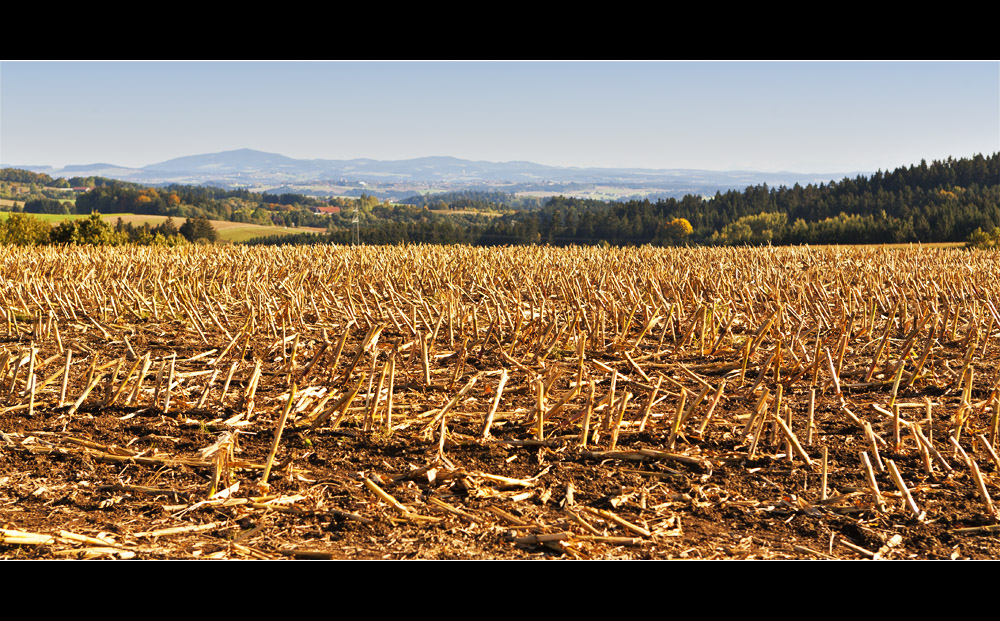 Maisfeld im Herbst