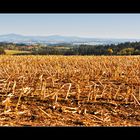 Maisfeld im Herbst