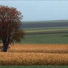 Maisfeld im Herbst