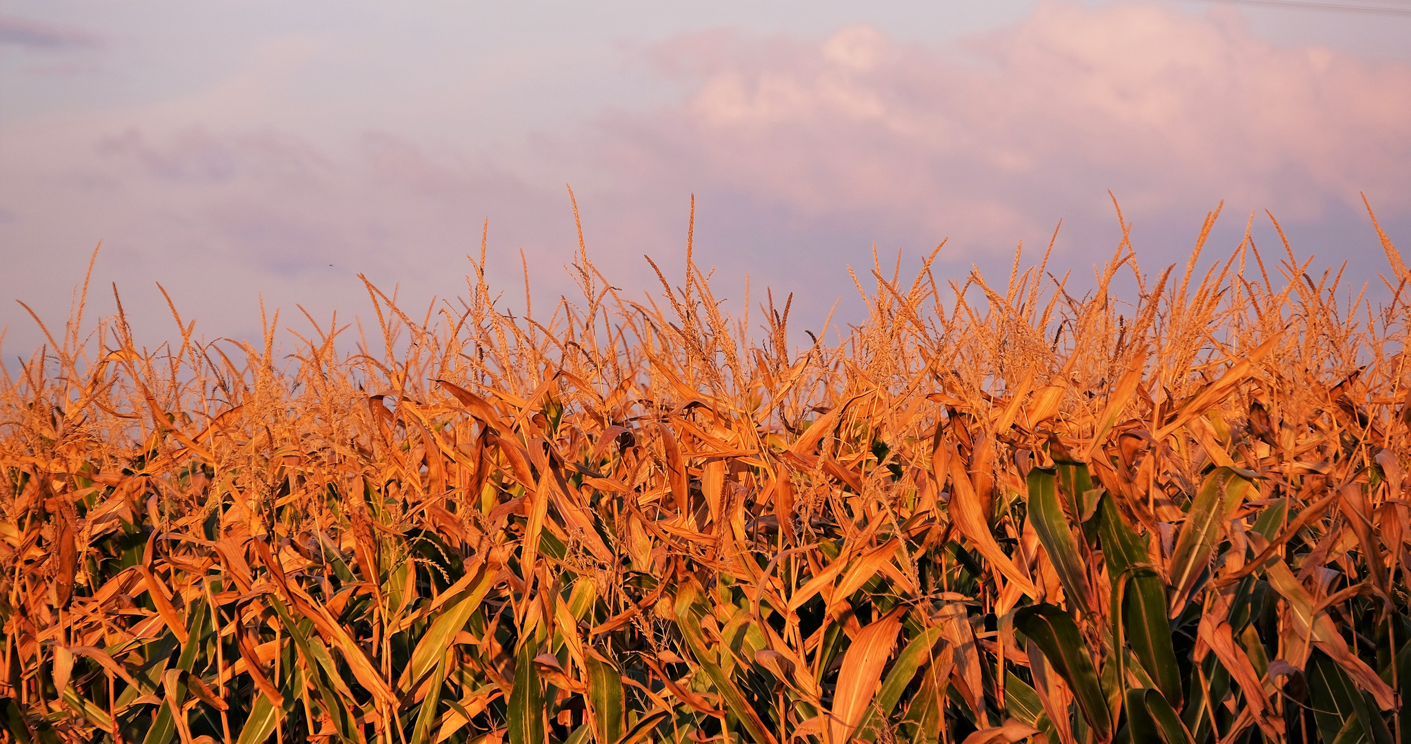 Maisfeld im Herbst