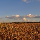 Maisfeld im Herbstlicht