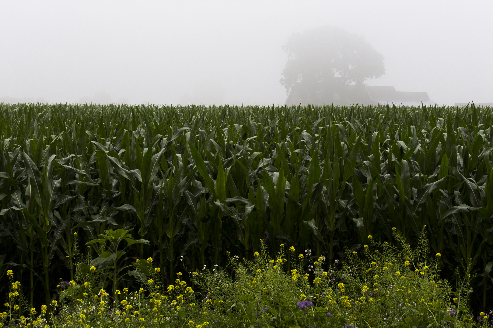 Maisfeld im Nebel