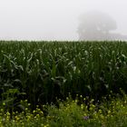 Maisfeld im Nebel