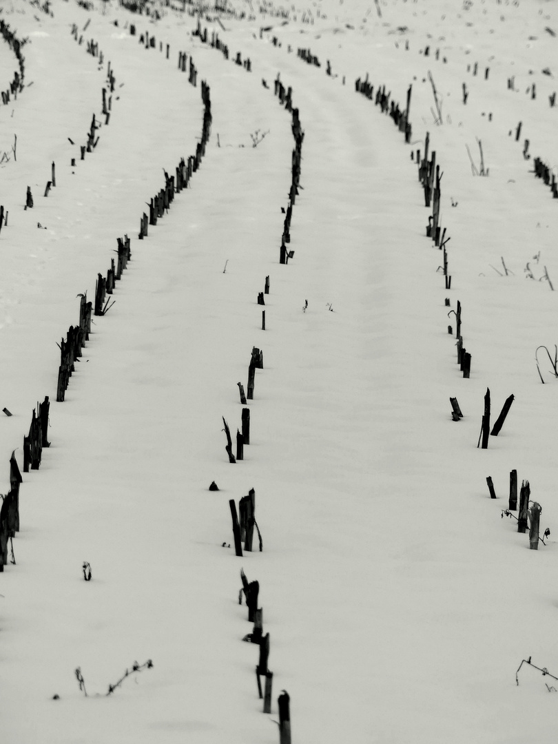 Maisfeld im Schnee