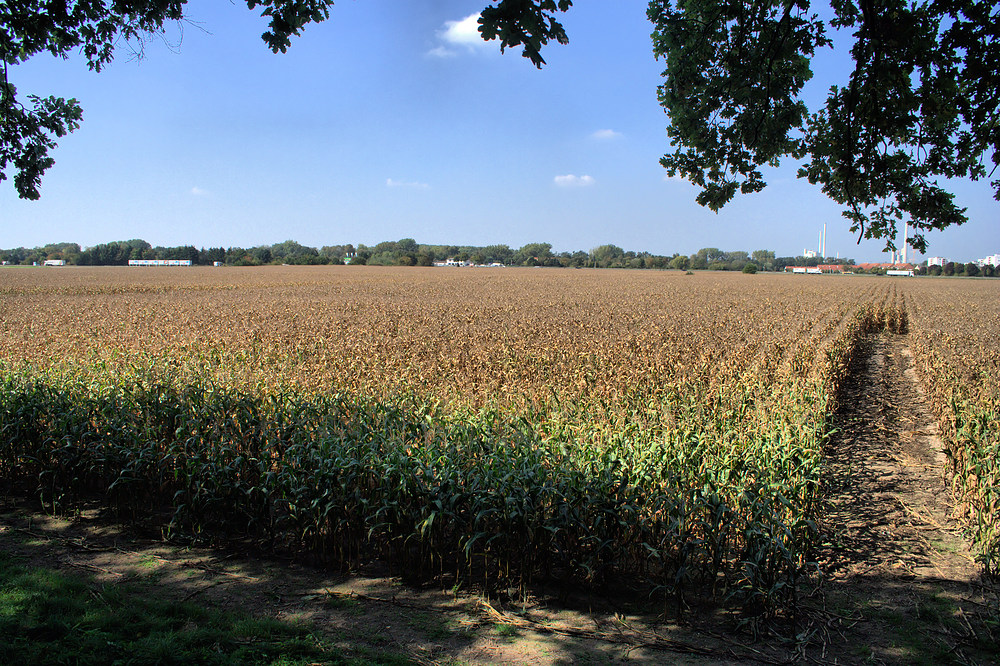 Maisfeld im Sonnenschein