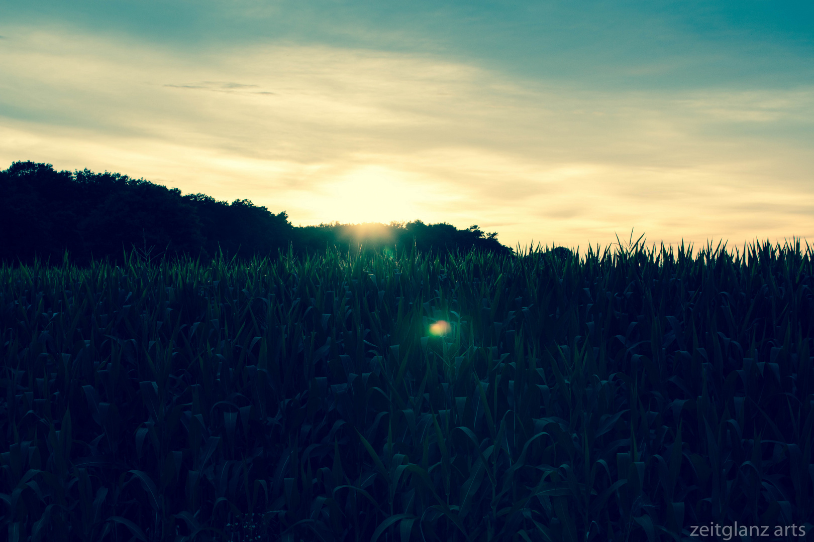 Maisfeld im Sonnenuntergang