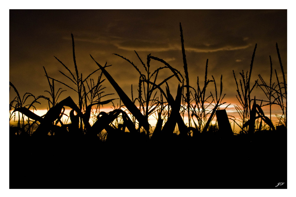 Maisfeld im Sonnenuntergang