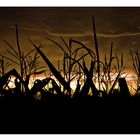 Maisfeld im Sonnenuntergang