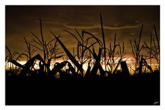 Maisfeld im Sonnenuntergang