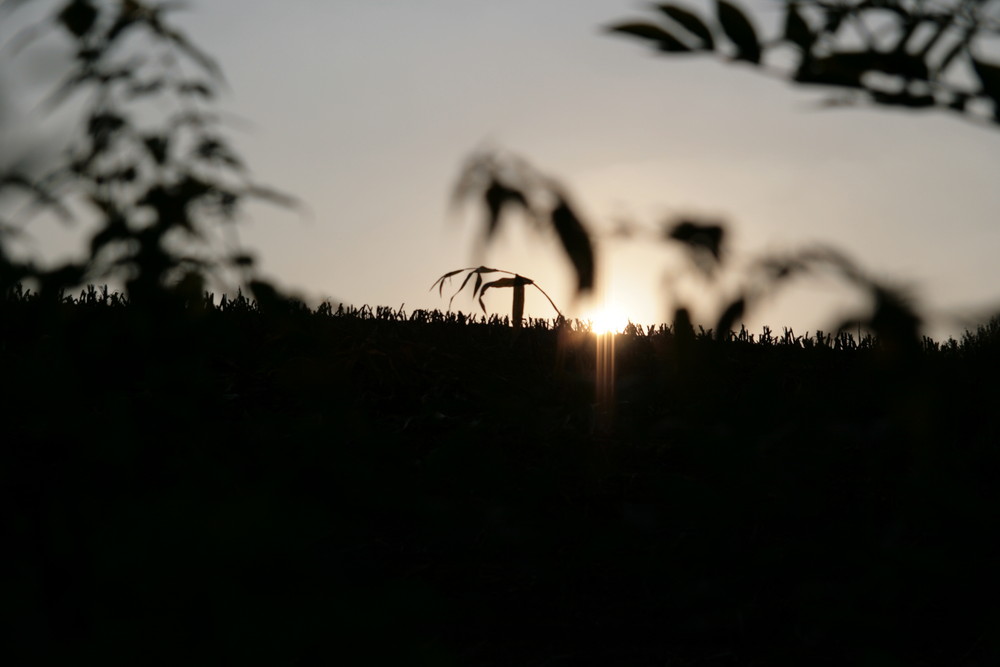 Maisfeld im Untergang