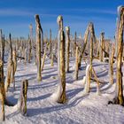 Maisfeld im Winter