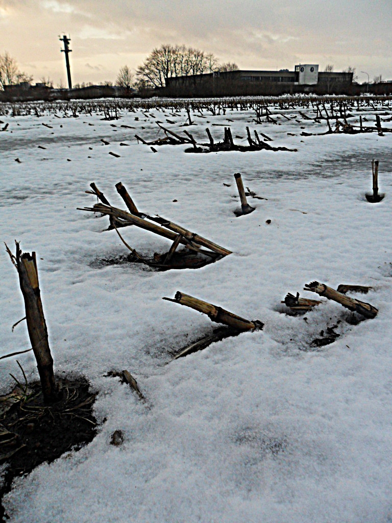 maisfeld im winter