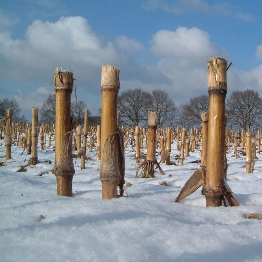 Maisfeld im Winter