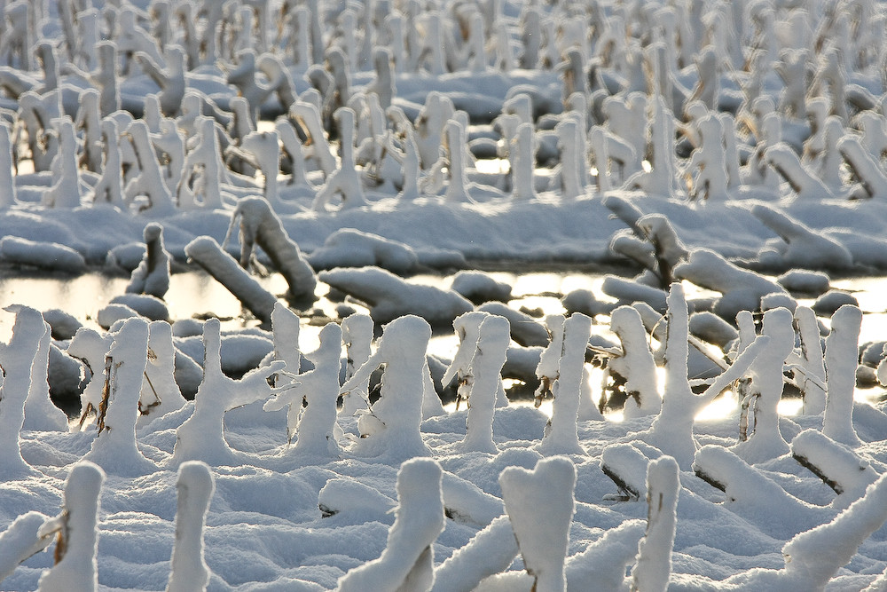 Maisfeld im Winter