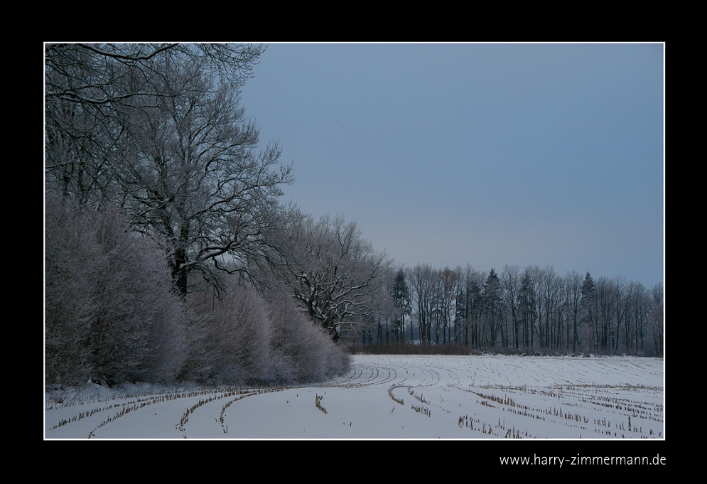 Maisfeld im Winter