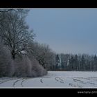 Maisfeld im Winter