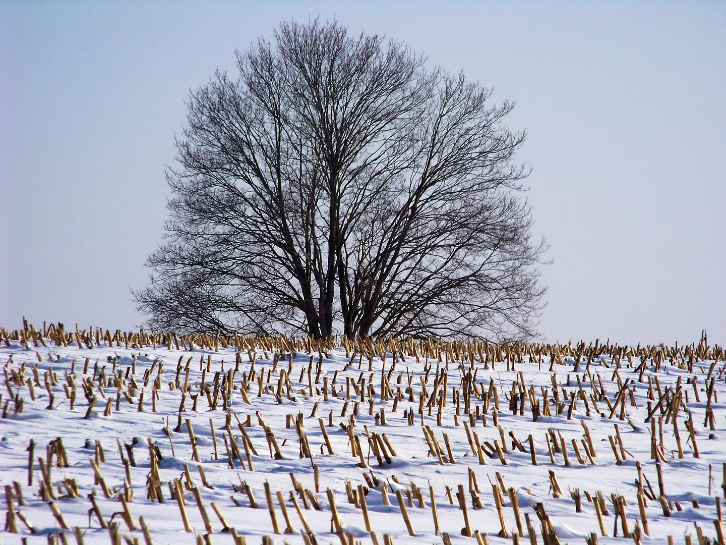 Maisfeld im Winter