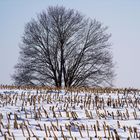 Maisfeld im Winter