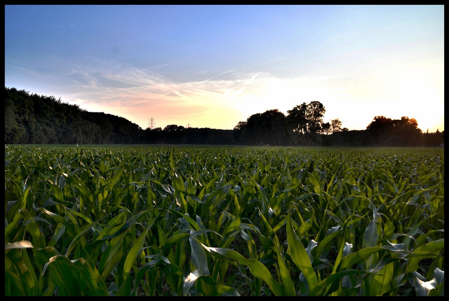 Maisfeld in den Abendstunden