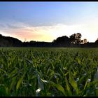 Maisfeld in den Abendstunden