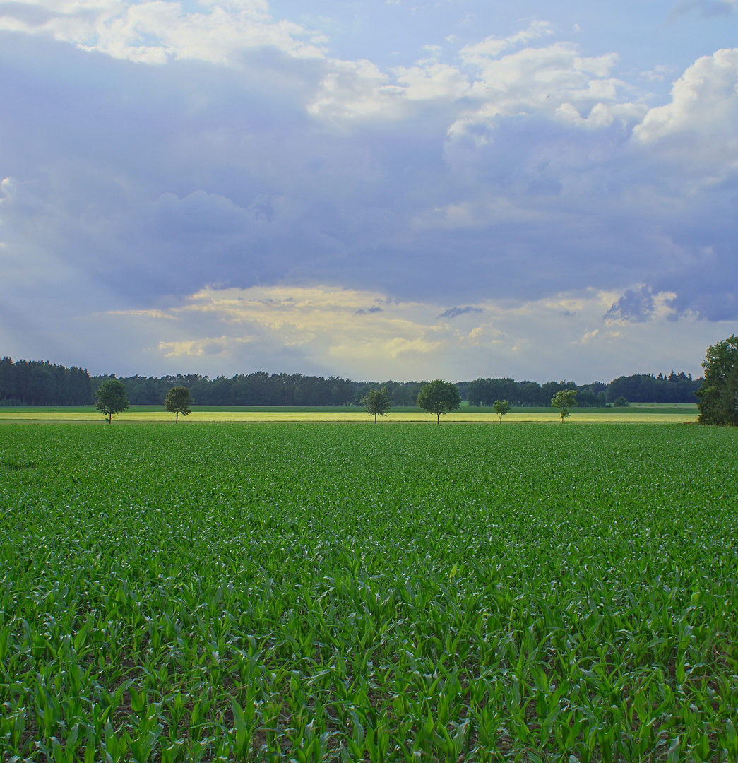 Maisfeld in Grün - Blau